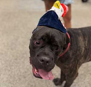 Dog Days Of Summer @ SHD®!